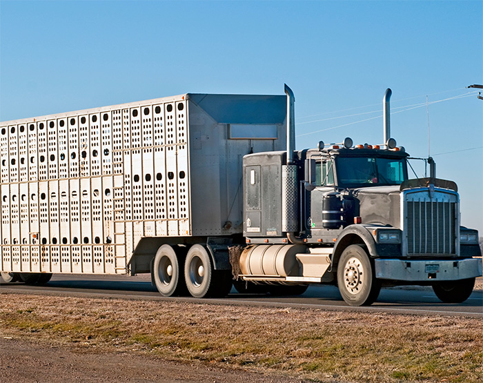 Semi with aluminum livestock trailer
